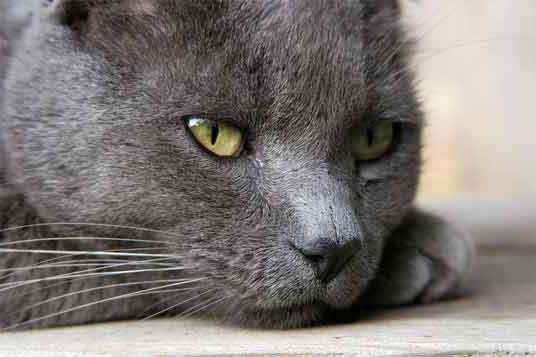русская голубая кошка характер породы кошек 
