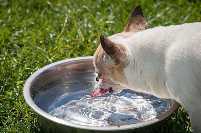Собака не пьет воду: возможные причины и решение проблемы