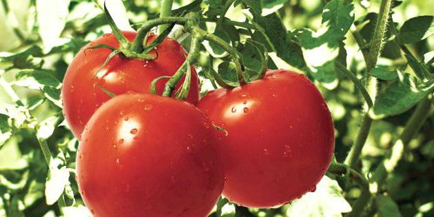 сорта томатов устойчивые к фитофторе
