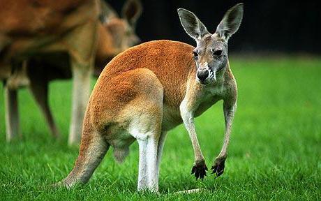 где живут кенгуру кроме австралии