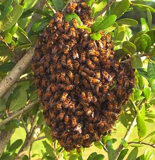 как избавиться от соседских пчел