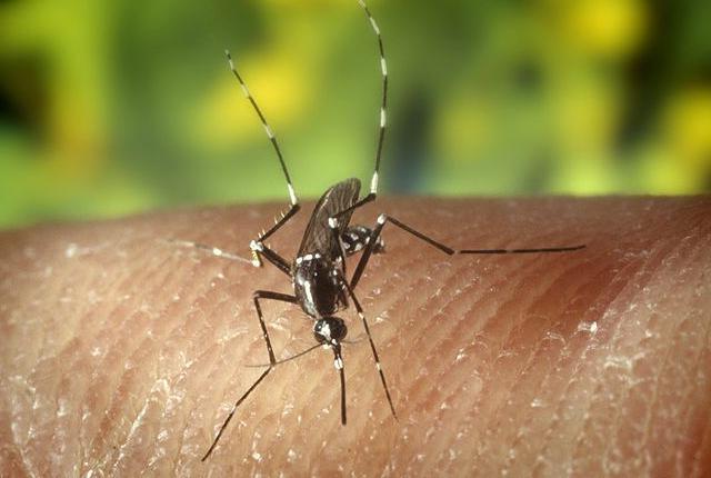 домашнее средство от укусов комаров