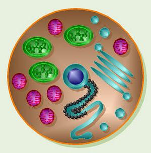 Клеточный уровень организации живой материи