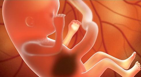 Этапы развития эмбриона человека
