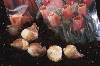 где хранить луковицы тюльпанов