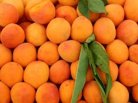 косточки абрикоса полезные свойства