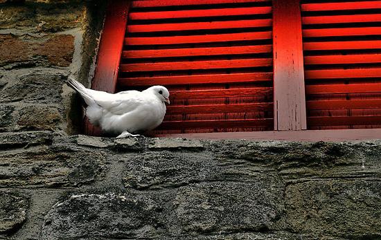 Белый голубь сел на подоконник