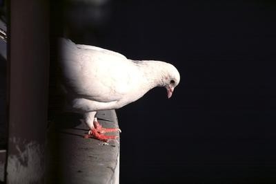 Белый голубь на подоконнике примета