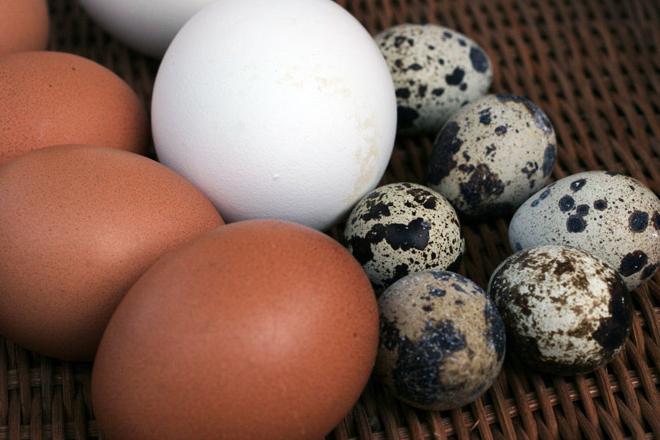 Как определить свежесть перепелиных яиц
