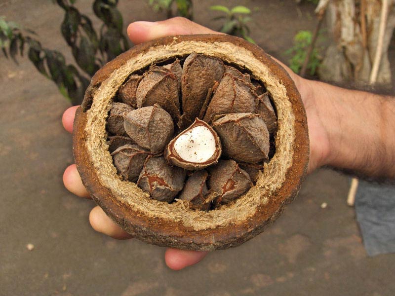 Бразильский орех: полезные свойства и противопоказания