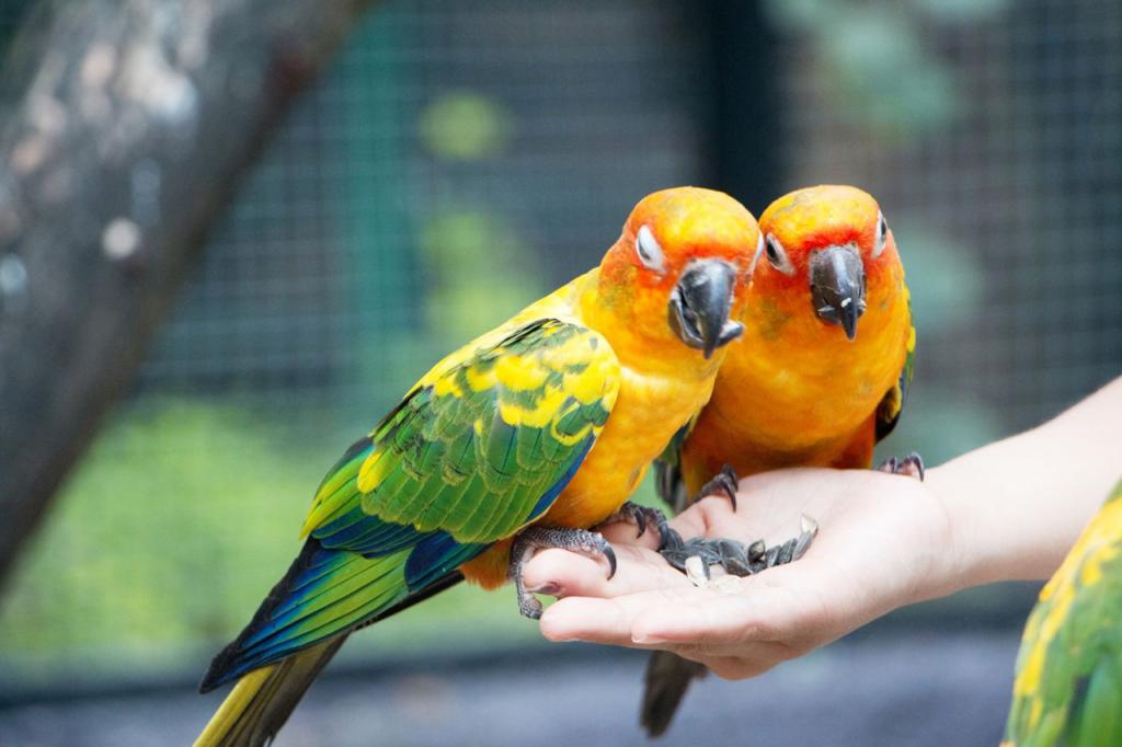К чему грезится подкармливать попугая с руки?