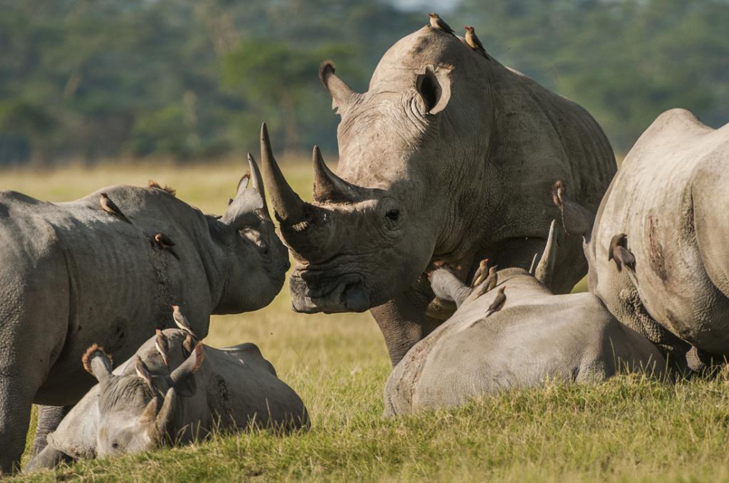 сонник носорог большой