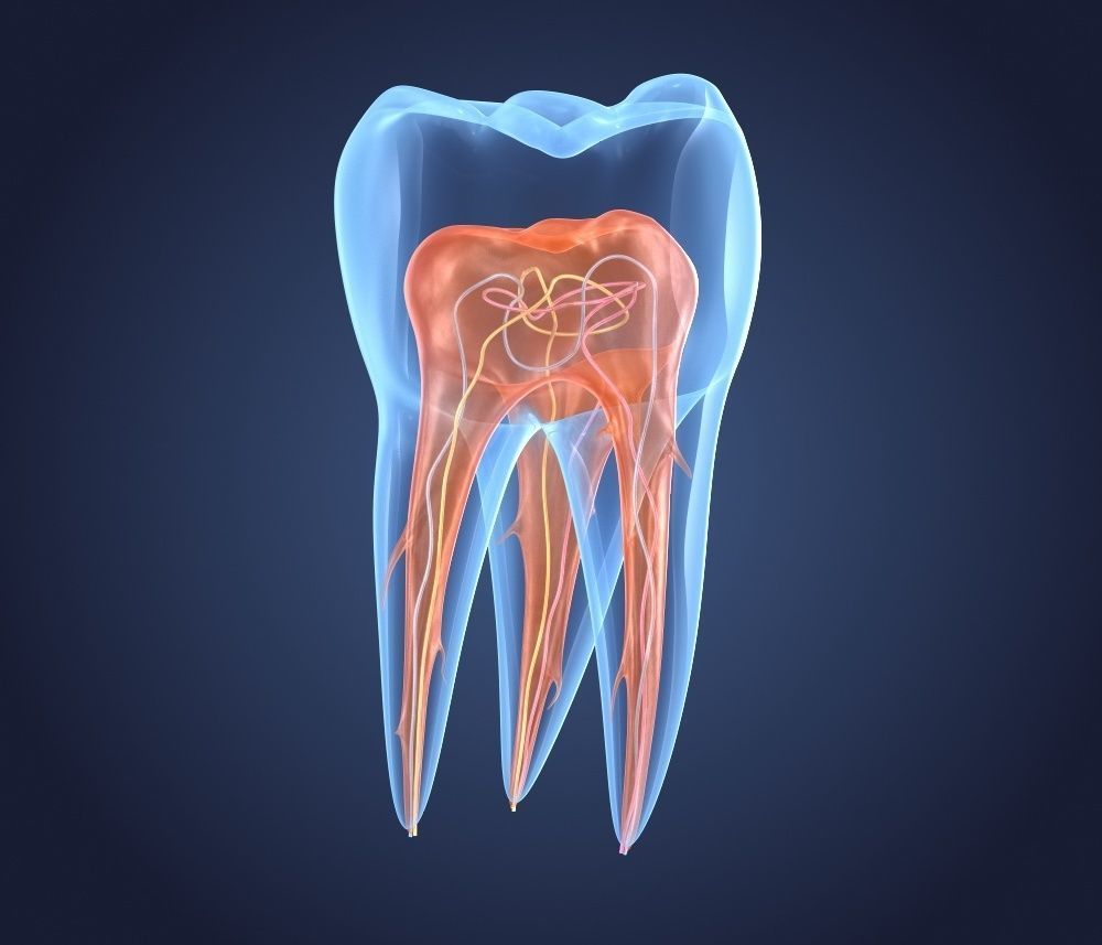 развитие тканей зуба