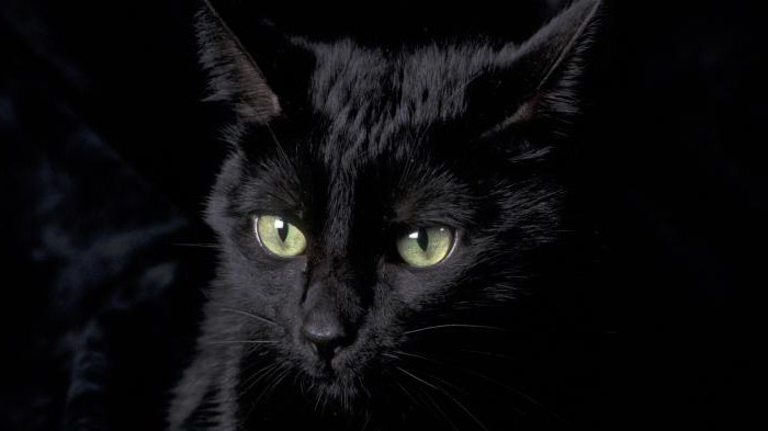название породы черных кошек