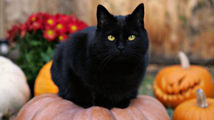 породы кошек черного окраса