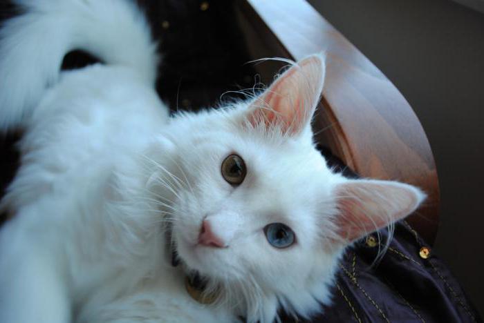  белая длинношерстная кошка порода