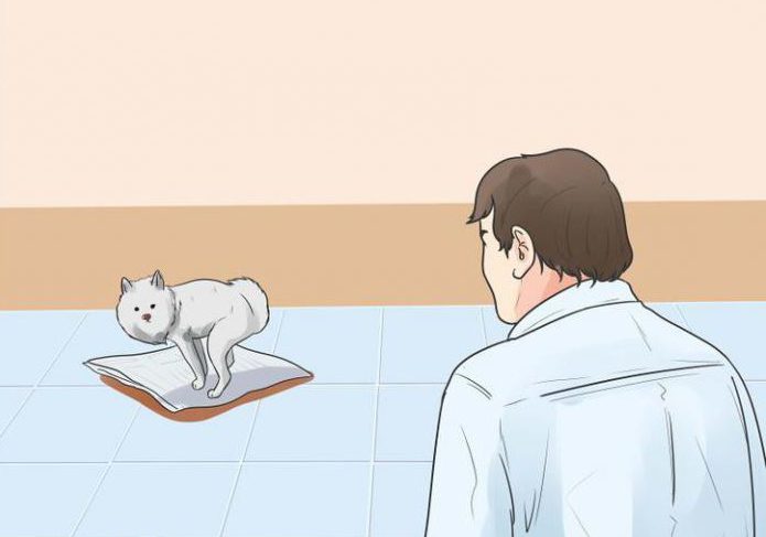 как приучить собаку к пеленке шпица