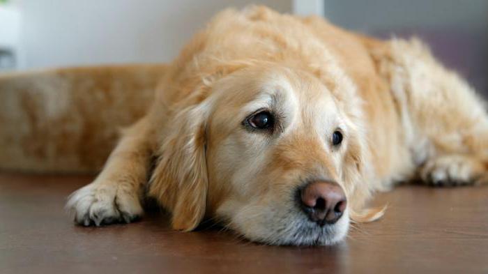 Собака ездит на попе: симптомы, причины и лечение