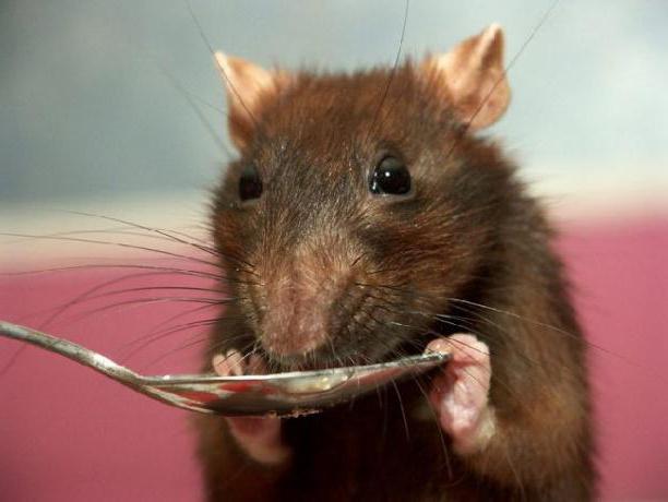 чем кормить декоративную крысу в домашних условиях 