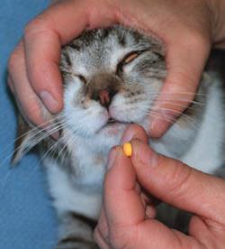 как кошке дать таблетку