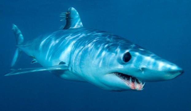 акула серо голубая вид