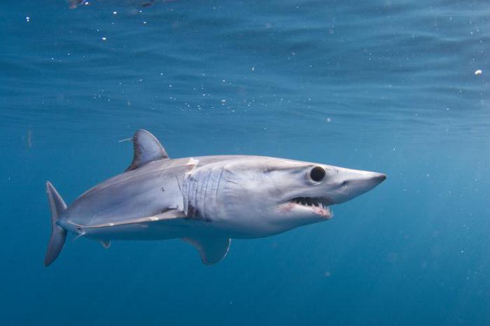 серо голубая акула мако фото