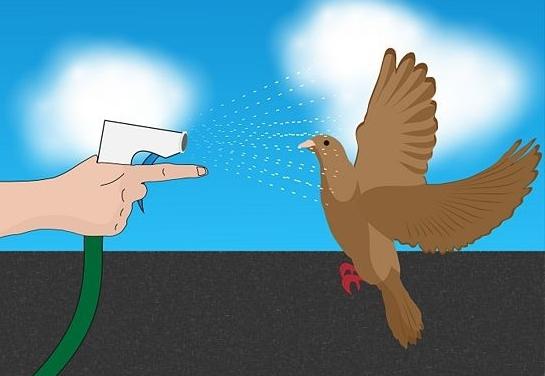 как избавиться от голубей