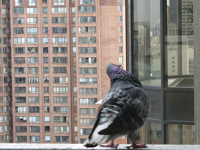 как избавиться от голубей на балконе