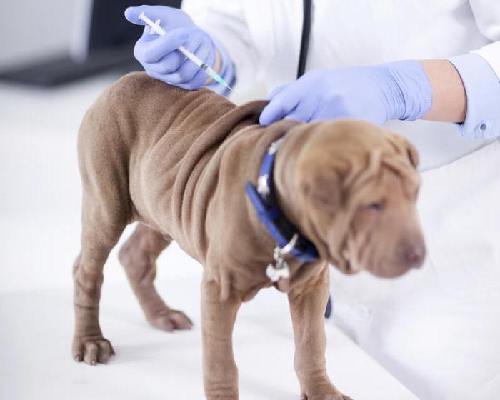 вакцину против бешенства для собак