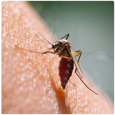 опасны ли большие комары