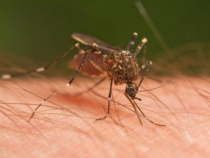 большие комары опасны ли