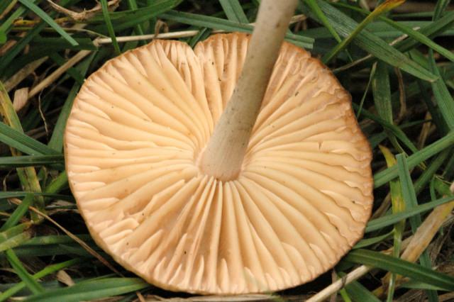 грибы опята луговые