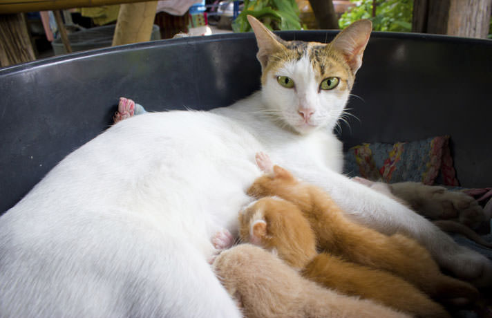 кошка мяукает после родов