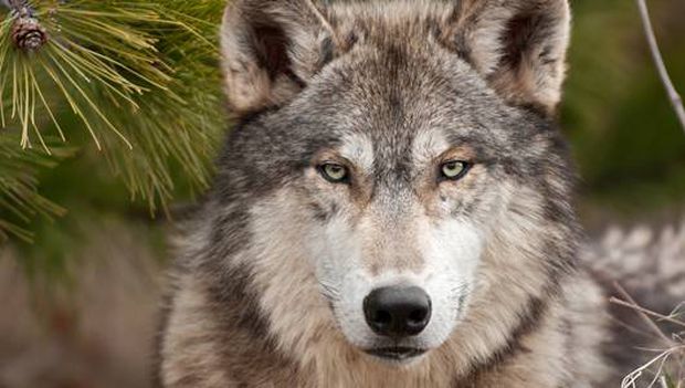 интересные факты о волке