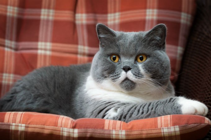 болезни британских кошек и их признаки