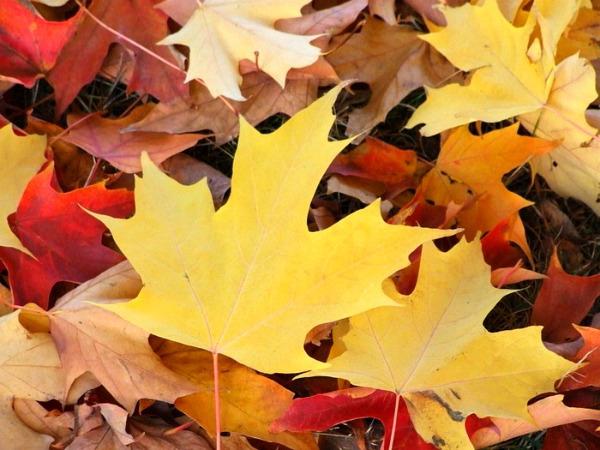 почему листья желтеют осенью