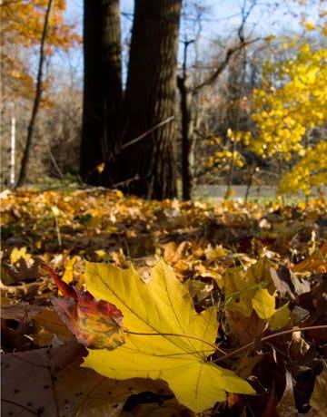 когда начинают желтеть листья осенью