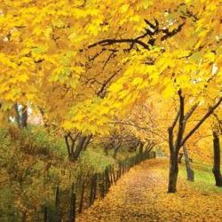 когда желтеют листья осенью