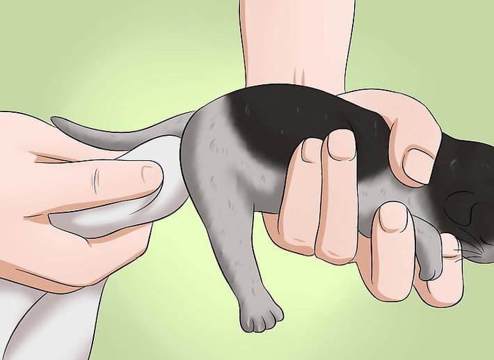 Как заставить котенка сходить в туалет: способы и рекомендации