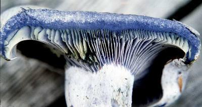 грибы на срезе синеют