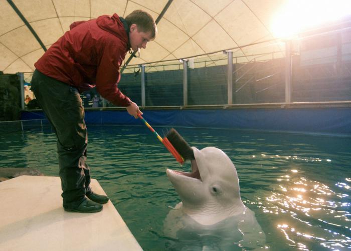 дельфинарий в московском зоопарке