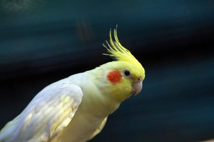как научить разговаривать попугая корелла