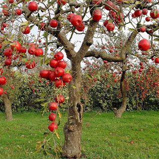 осенние сорта яблонь