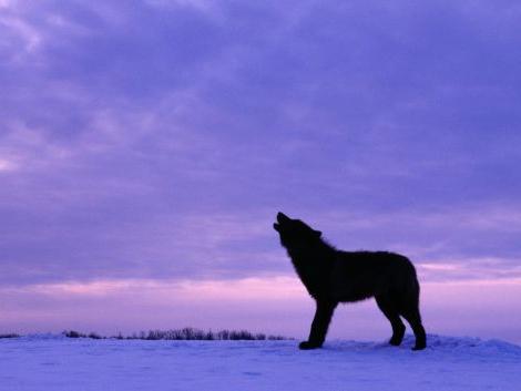 канадский черный волк