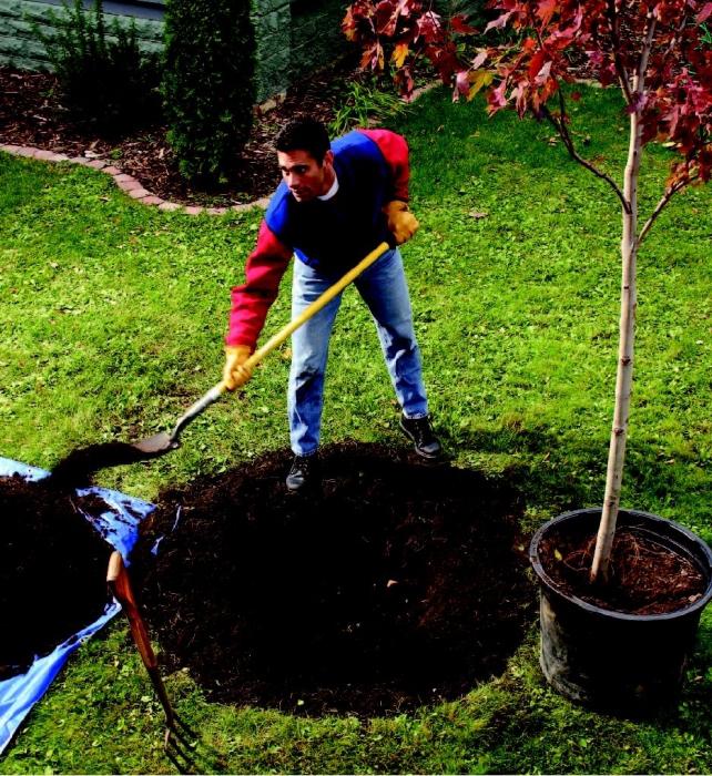 как посадить дерево