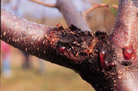 как бороться с болезнями вишни