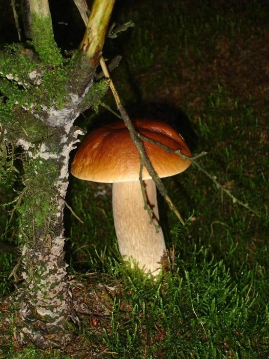 кагда начинают расти белые грибы 