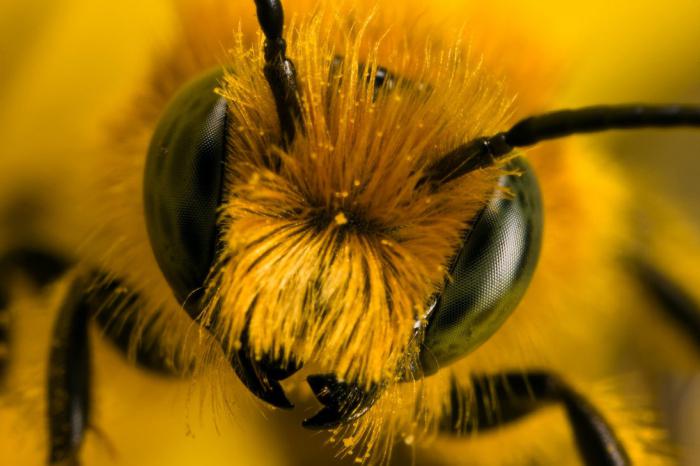 какому животному не страшны пчелиные укусы 