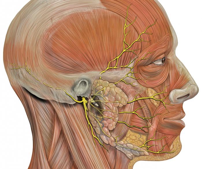 застужен лицевой нерв симптомы
