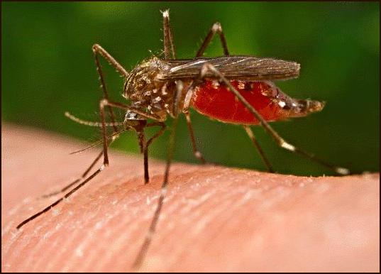 комариные укусы у детей чем мазать
